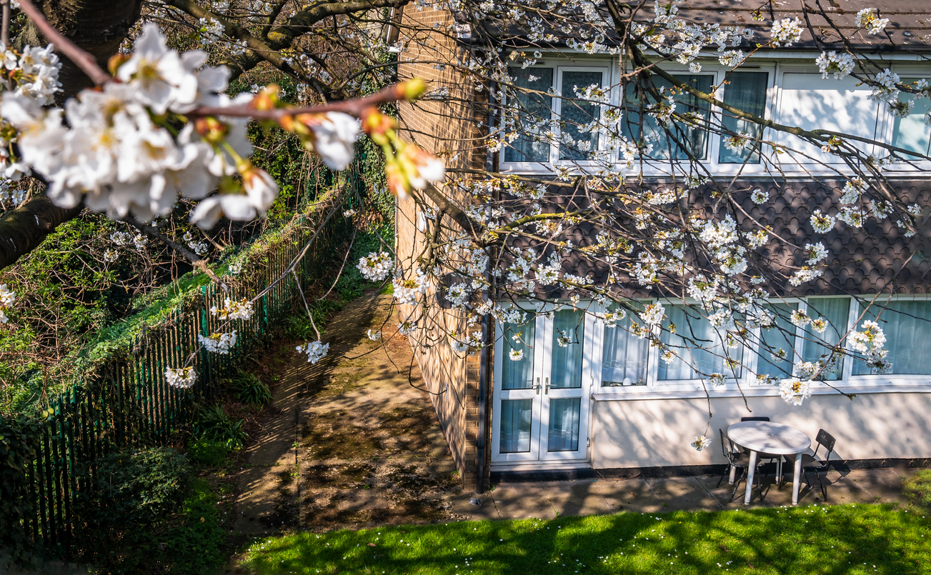 Cherry tree is blooming outside small old white house