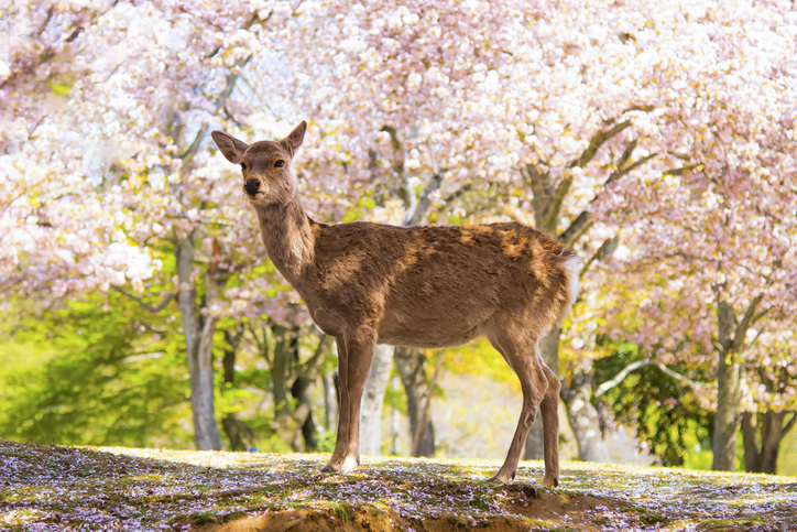 a deer with sakura trees background in spring at nara park, nara, japan