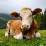 UK Bans Livestock Imports from Germany After Foot-and-Mouth Case