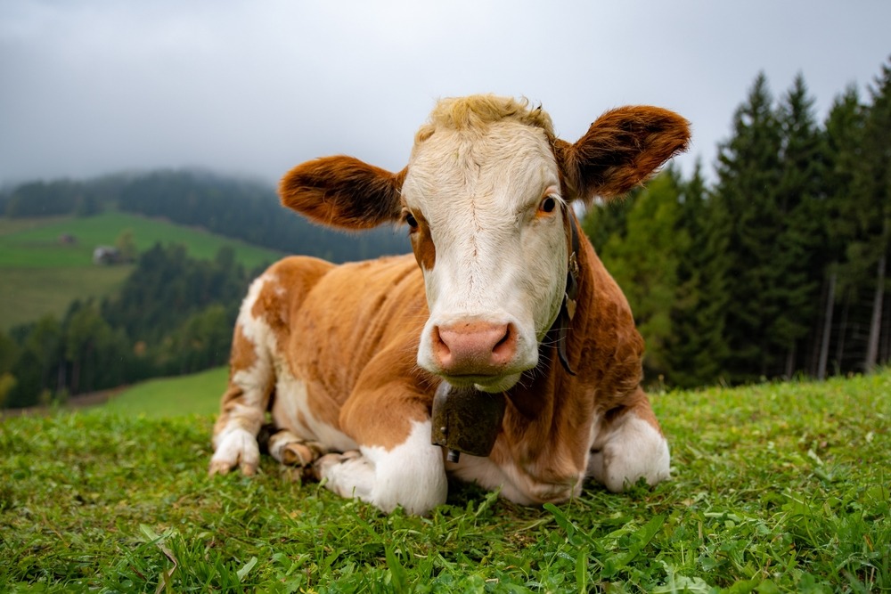 cow,,mountains,,cows,,meadow,,alps,,mountain,cows,,hike,,farm