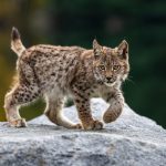 Escaped Lynx Roam Free in the Scottish Highlands