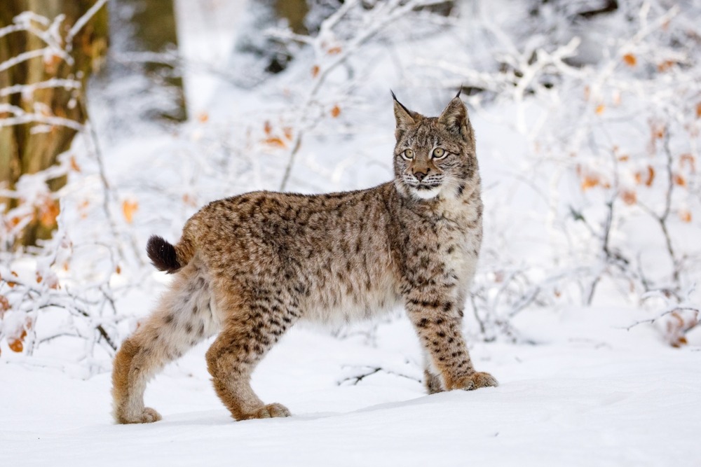 lynx,in,winter.,young,eurasian,lynx,,lynx,lynx,,walks,in