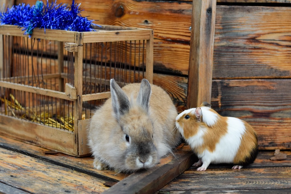 brown,rabbit,and,guinea,pig,near,the,cage