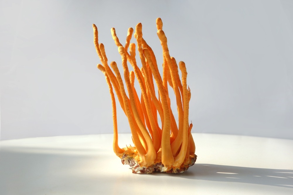 raw,fresh,organic,ophiocordyceps,sinensis,chinese,caterpillar,fungus,mushroom,on