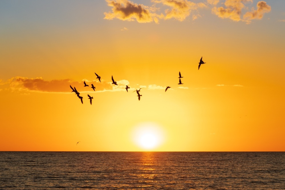 siesta,key,sunset,over,the,gulf,of,mexico,with,gulls