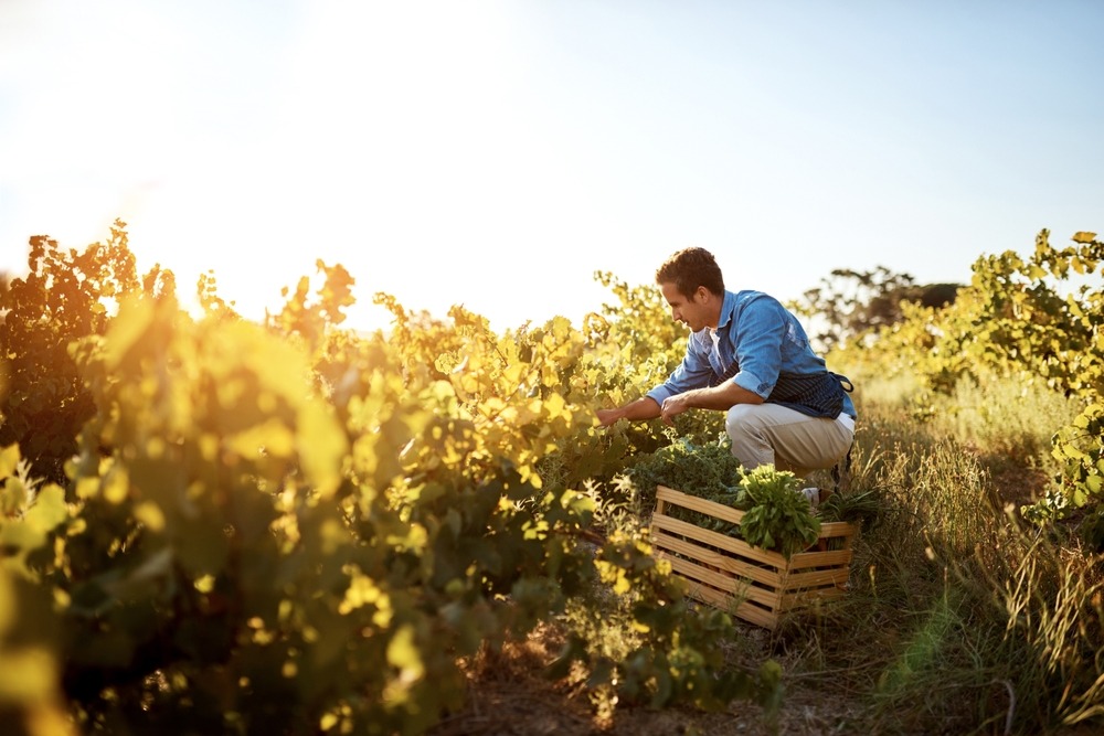 agriculture,,farmer,and,man,with,vegetables,,natural,produce,and,organic