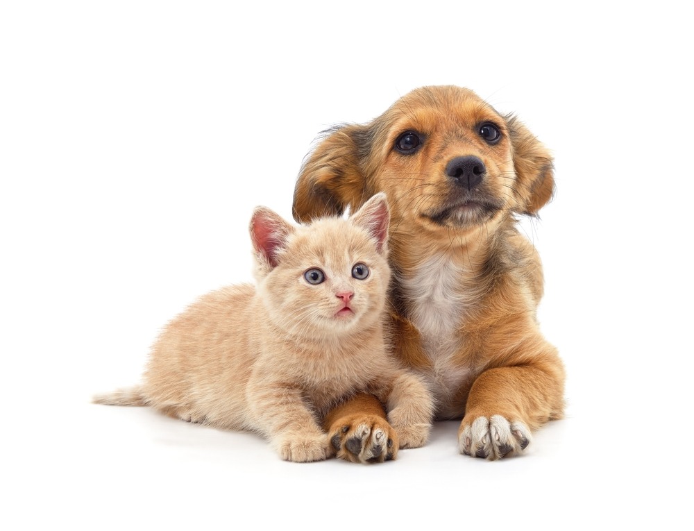 puppy,and,kitten,isolated,on,a,white,background.