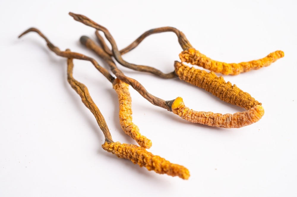 cordyceps,or,ophiocordyceps,sinensis,mushroom,herb,is,fungus,for,used