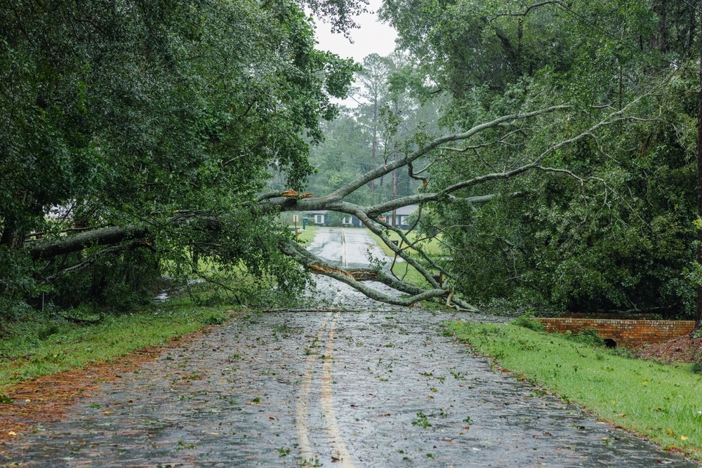 hurricane,damage,to,a,tree,on,florida,house,backyard.,fallen