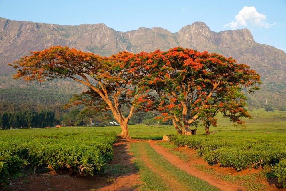 cultivation,of,tea,in,the,south,of,malawi,,east,africa,