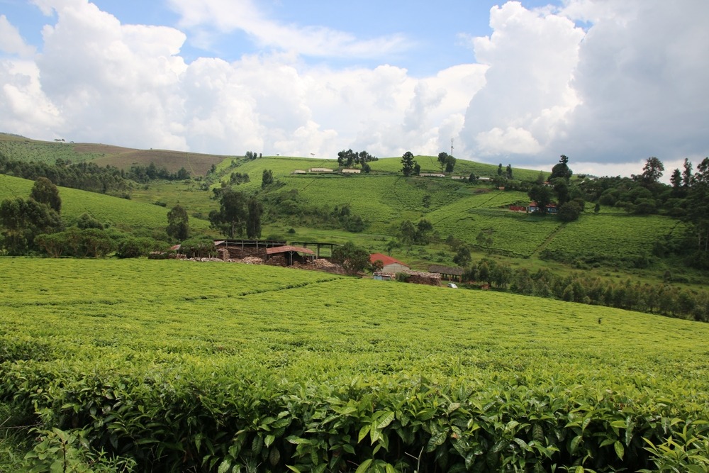 a,lush,green,tea,field,in,bugarama,,burundi,,with,neatly